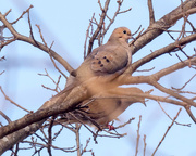 8th Mar 2018 - Mourning Dove Pair