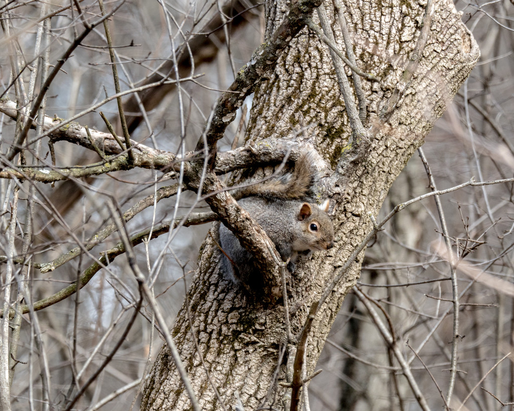 Squirrel in a tree by rminer