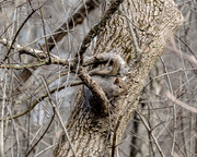 8th Mar 2018 - Squirrel in a tree