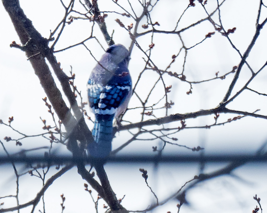Bluejay in budding tree by rminer