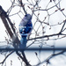 Bluejay in budding tree by rminer