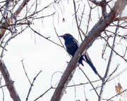 8th Mar 2018 - Common Grackle