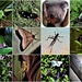  Butterflies, Moths & Grasshoppers ~ by happysnaps
