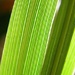 March 8: Green by daisymiller