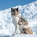 Hiro was another fur baby that I met on my blue ice shoot by dridsdale