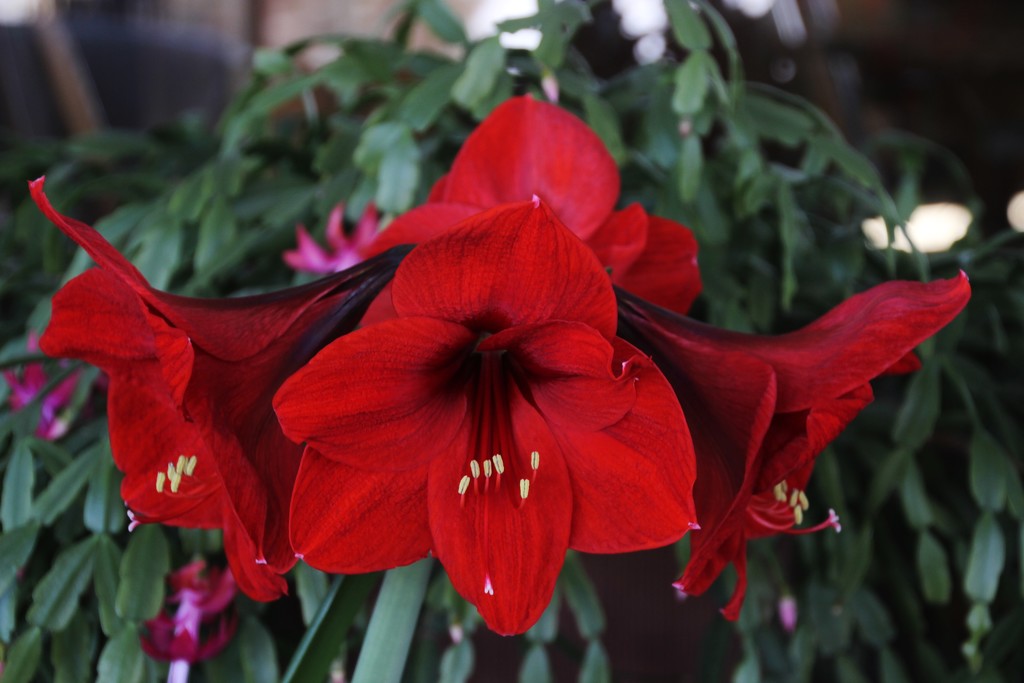 Amaryllis With Christmas Cactus by bjchipman