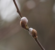 7th Mar 2018 - Pussy Willow