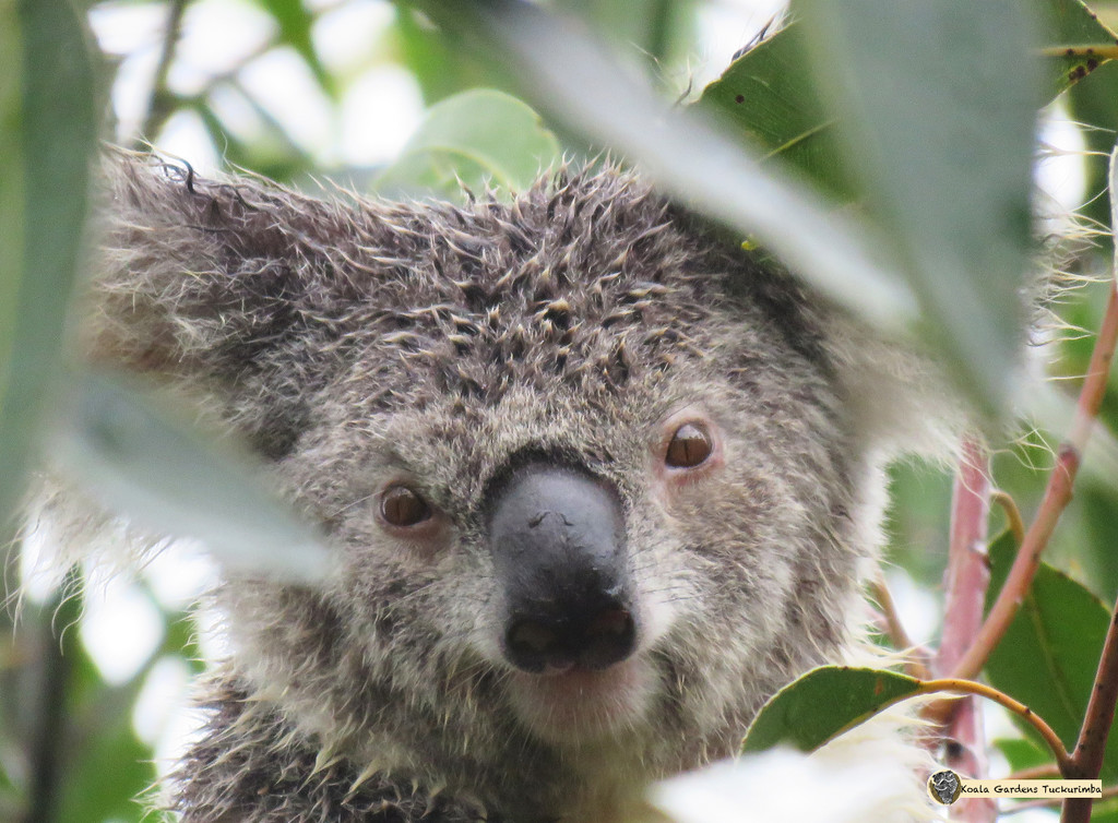 a tad wet by koalagardens