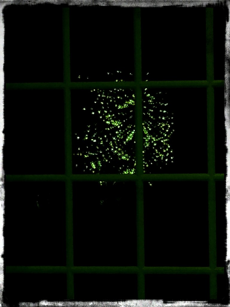 Tree in the window by randystreat