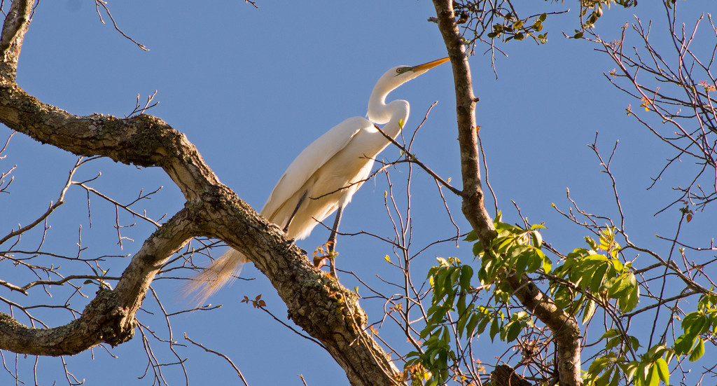 Egret Still Searching for the Right Twig! by rickster549