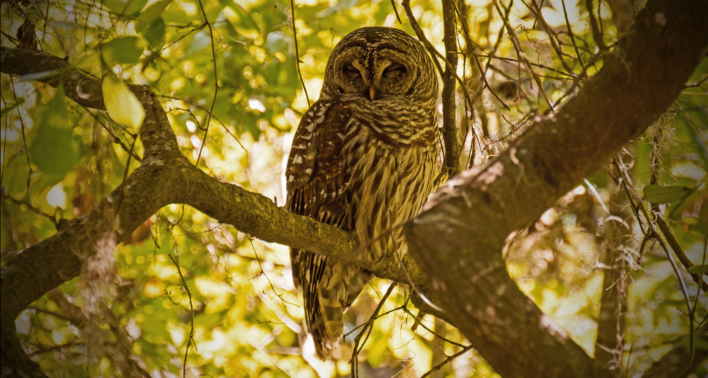 The Barred Owl is Back! by rickster549