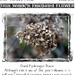 Dried Hydrangea Bloom by dsp2