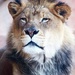 Proud Lion by randy23