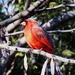 Sitting Cardinal by randy23