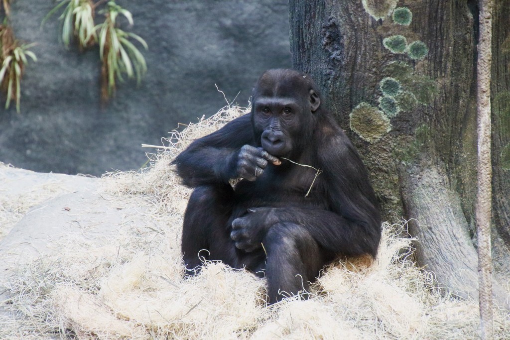 Relaxing Gorilla by randy23