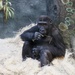 Relaxing Gorilla by randy23