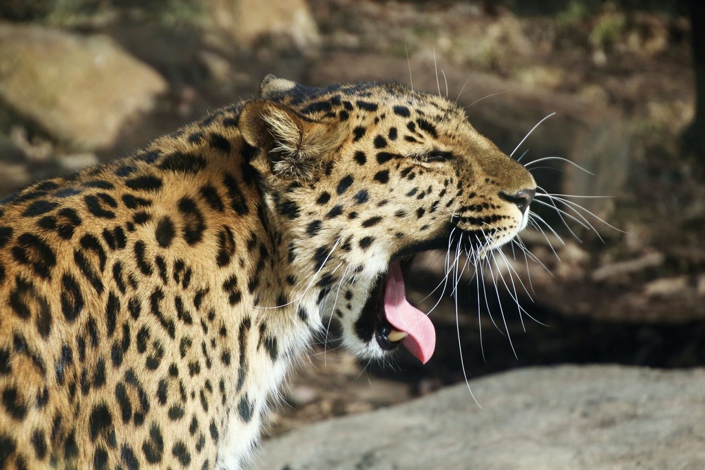 Yawning Leopard by randy23