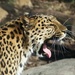 Yawning Leopard by randy23