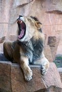 3rd Mar 2018 - Yawning Lion