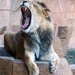 Yawning Lion by randy23