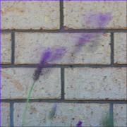 9th Mar 2018 - Lavender In The Wind