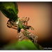 Flicky Bug .... Vine Hopper.. by julzmaioro