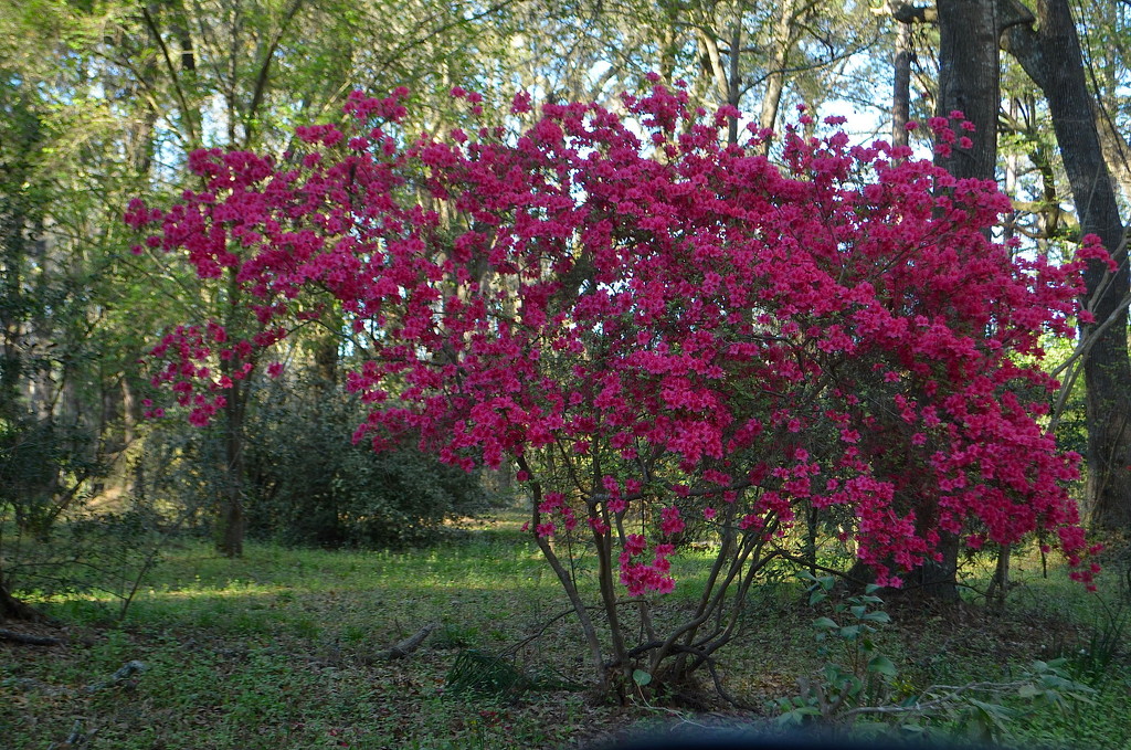 Azaleas, Magnolia Gardens by congaree