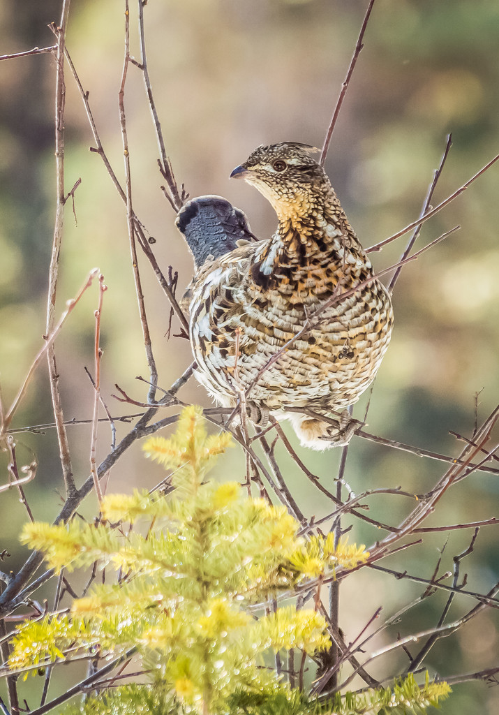 Ruffed Grouse by 365karly1