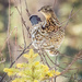 Ruffed Grouse by 365karly1