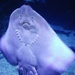 Plymouth Aquarium by jennymdennis