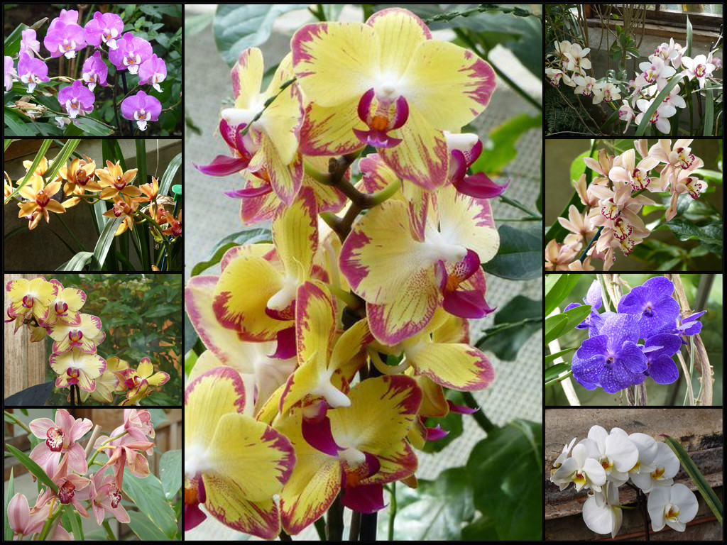 Orchids Galore  by foxes37