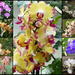 Orchids Galore  by foxes37