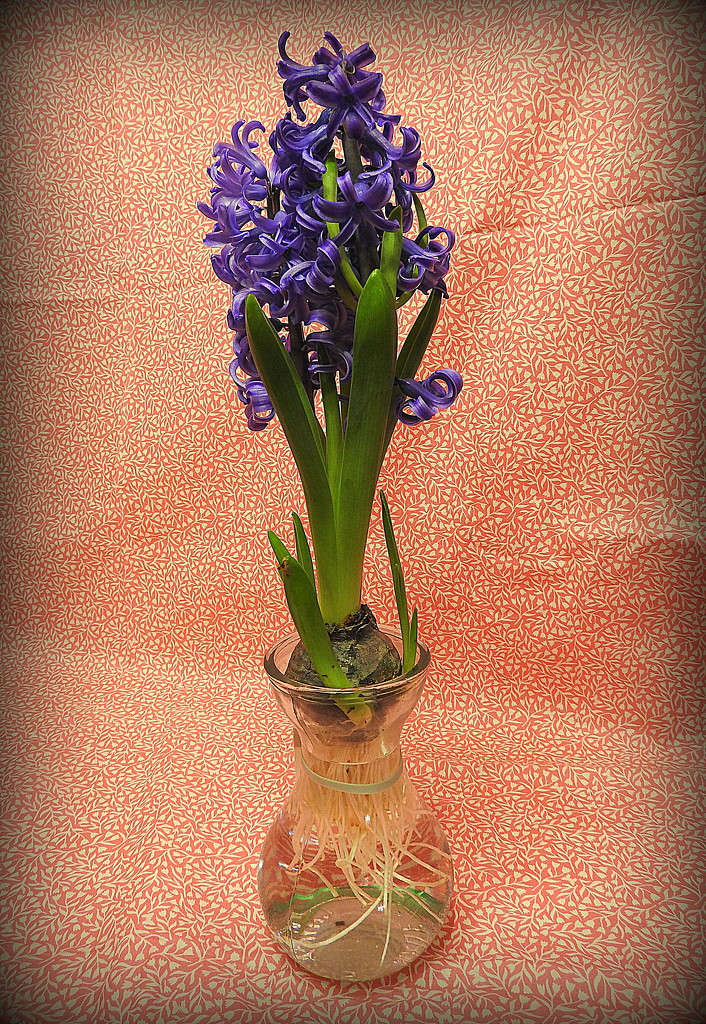 Hydroponic hyacinth by homeschoolmom
