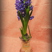 Hydroponic hyacinth by homeschoolmom