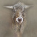 Goat Faced by jesperani