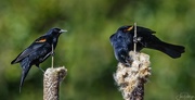 9th Mar 2018 - Redwinged Blackbird Before and After