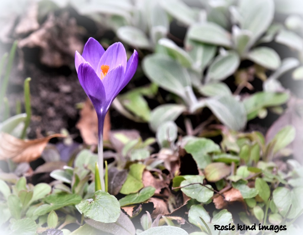 First crocus by rosiekind