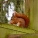 Red Squirrel by gillian1912