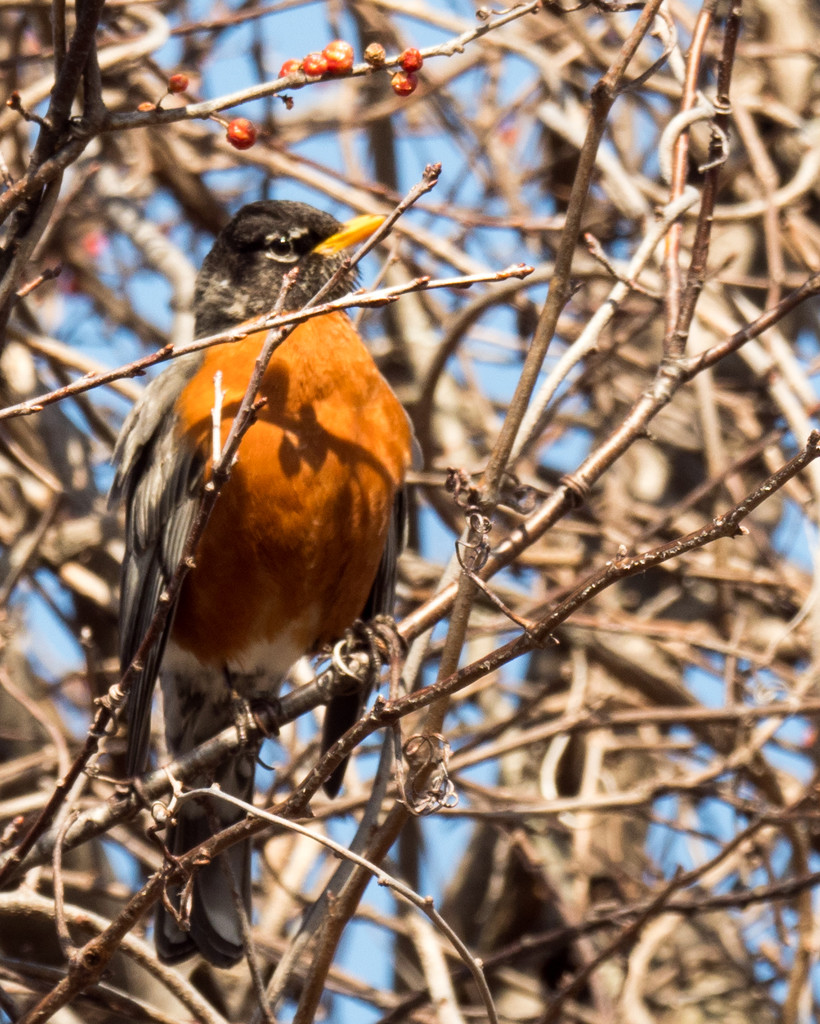American Robin in a Tree with Berries by rminer