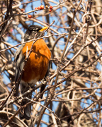 9th Mar 2018 - American Robin in a Tree with Berries