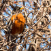 American Robin in a Tree with Berries by rminer