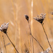 Winter Lace on a golden prairie by rminer