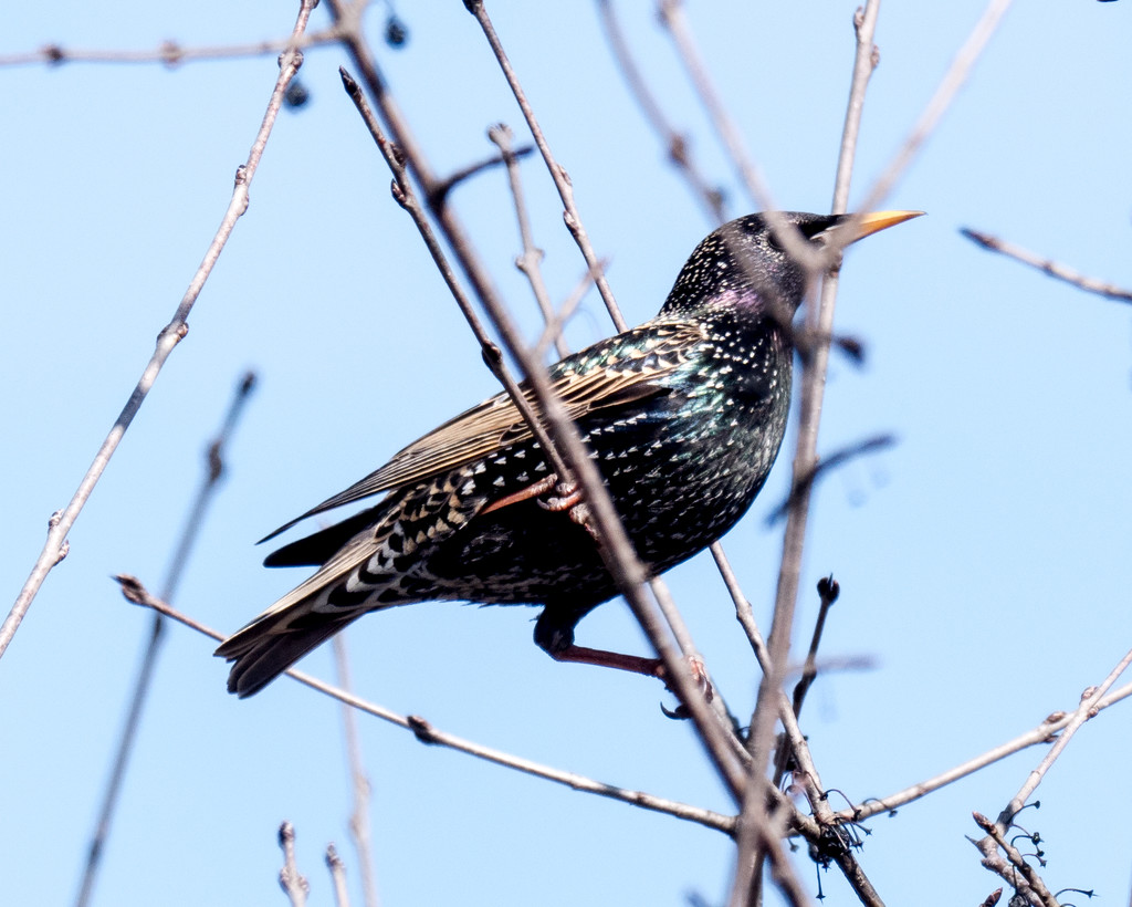 Starling Profile by rminer