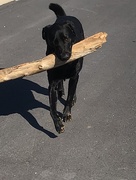 9th Mar 2018 - Walk softly and carry a big stick!