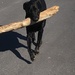 Walk softly and carry a big stick! by graceratliff