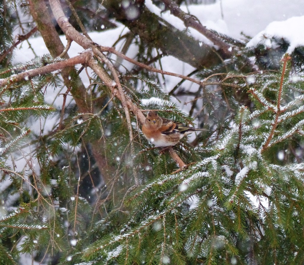  Brambling in the Snow by susiemc