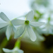 Little white flower by elisasaeter