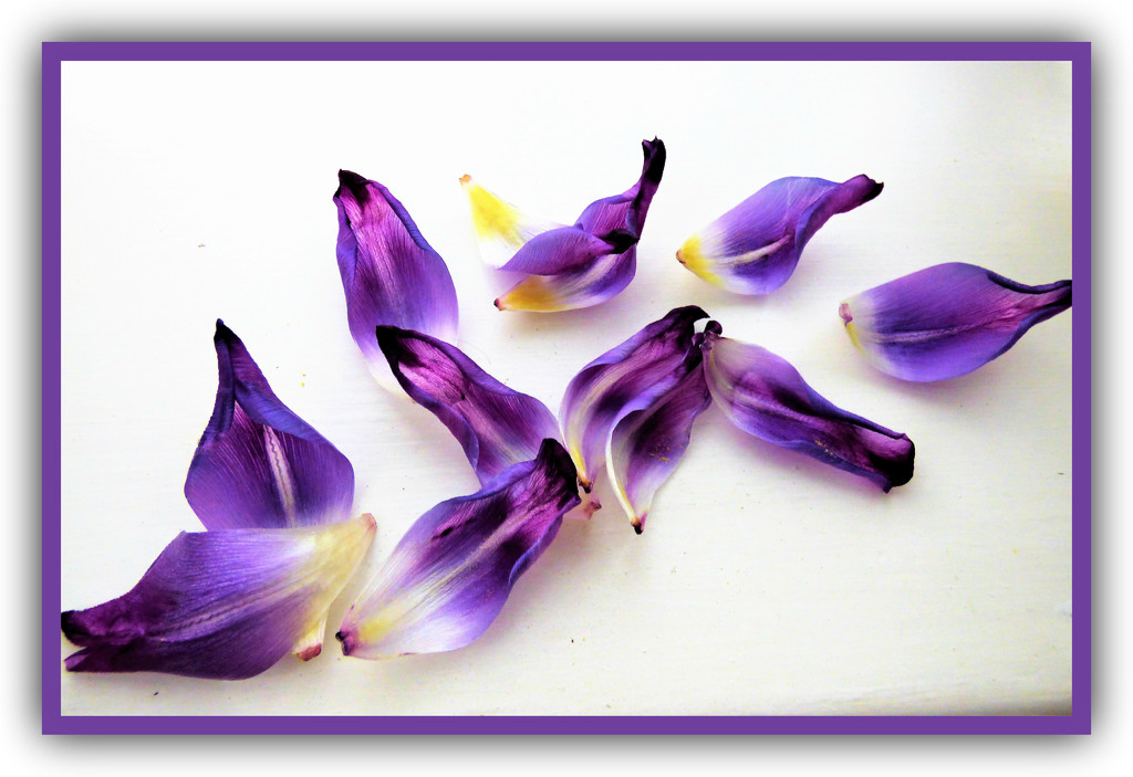 Purple Petals  by beryl