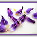 Purple Petals  by beryl