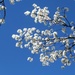 Blue Sky (with little white blossoms)  by linnypinny